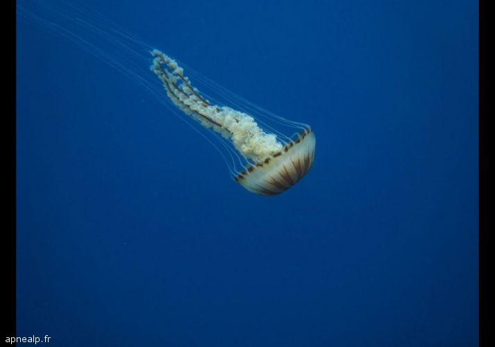 twg_slideshow