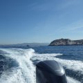 Jour 1 Baie des singes (36)