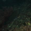 PA050117