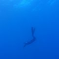 P5241587