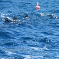 Voile apnÃ©e Port-Cros 14-16.05.16 (65)