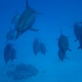 IMG_9154