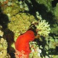 P9050426