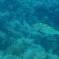 IMG_0005