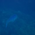 IMG_9967