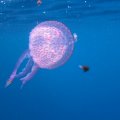 IMG_0952