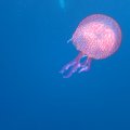 IMG_0957