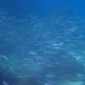 IMG_1028