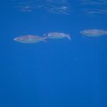 IMG_2045