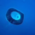 DSC06519_1