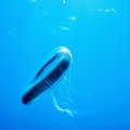 DSC06526_1